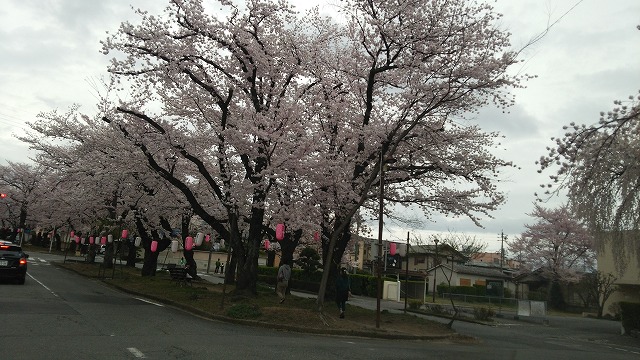 桜の季節！